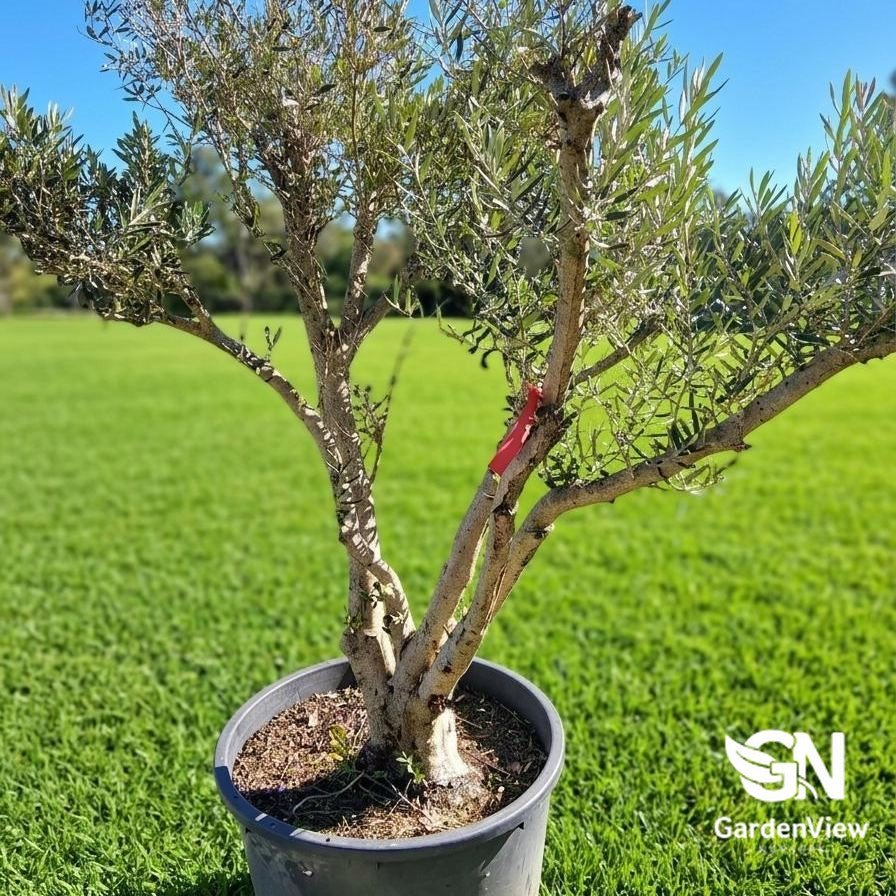Olive Olea Europaea - Fruit Trees - Garden View Nursery