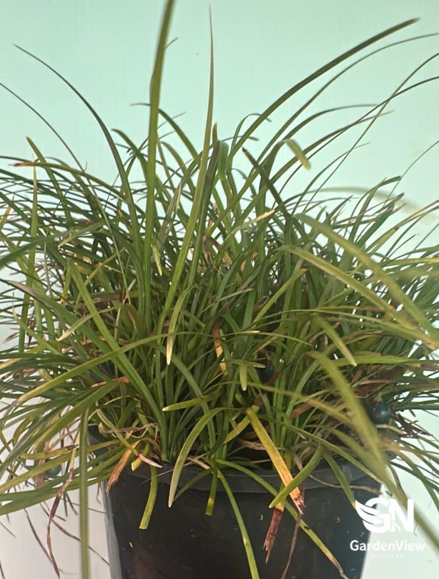 Ophiopogon Japonicus Nana Dwarf Mondo - Climbers & Ground Covers - Garden View Nursery