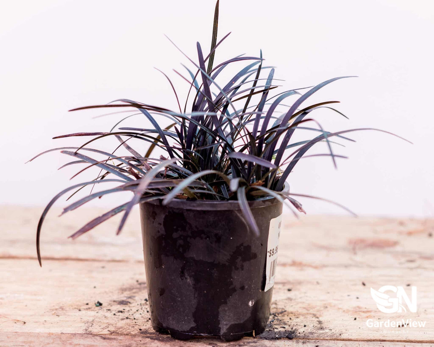 Ophiopogon Nigrescens Black Mondo - Climbers & Ground Covers - Garden View Nursery