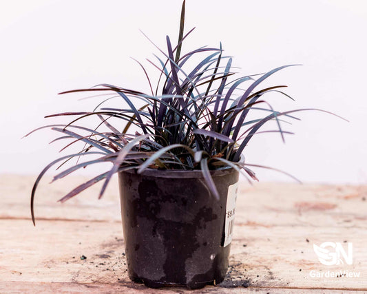 Ophiopogon Nigrescens Black Mondo - Climbers & Ground Covers - Garden View Nursery