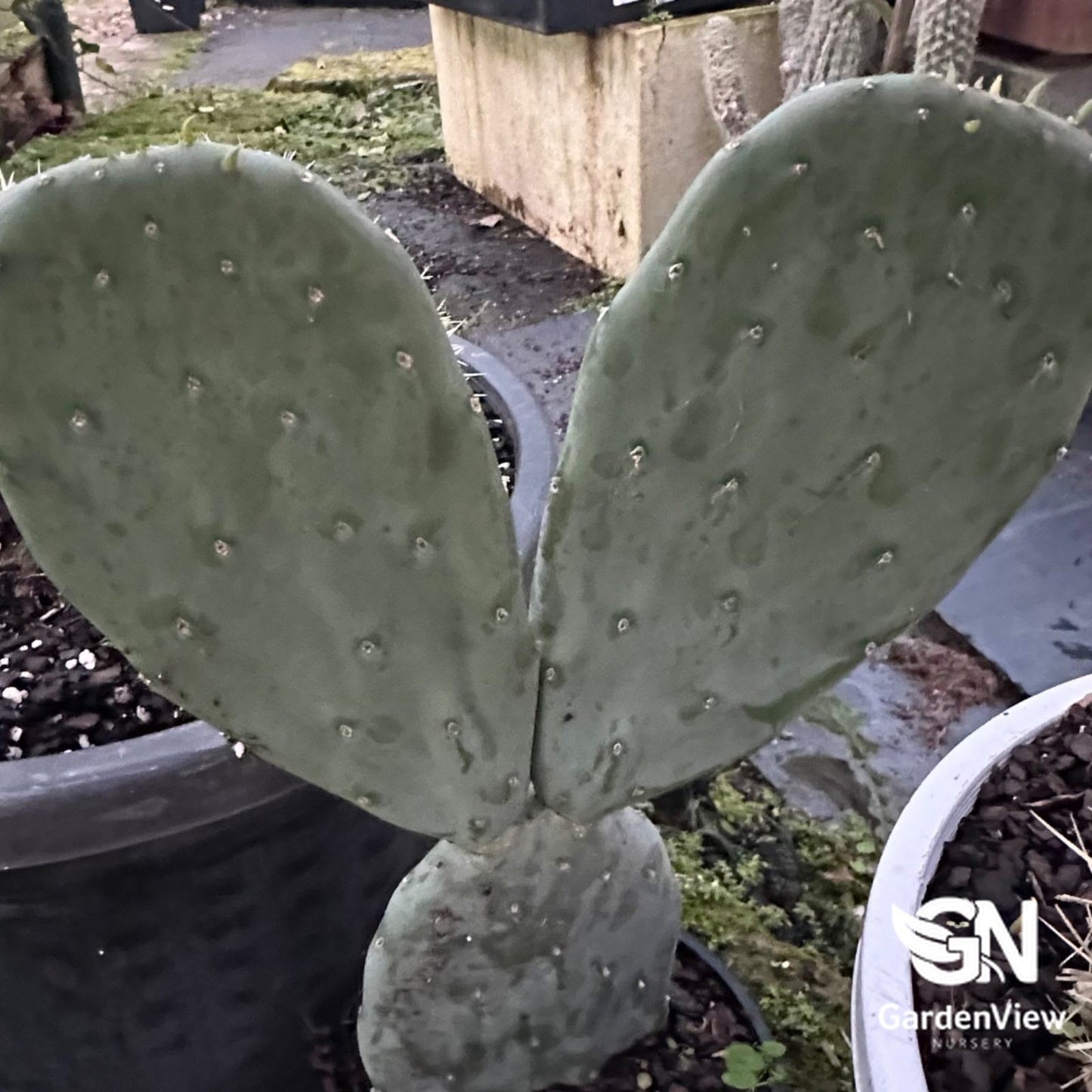 Opuntia Ficus-Indica (Prickly Pear Cactus) - Cactus & Succulents - Garden View Nursery