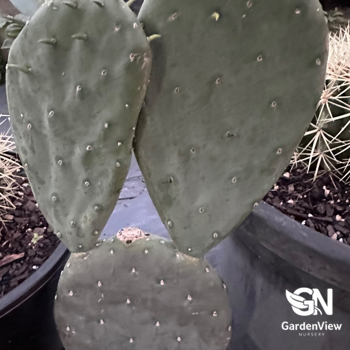 Opuntia Ficus-Indica (Prickly Pear Cactus) - Cactus & Succulents - Garden View Nursery