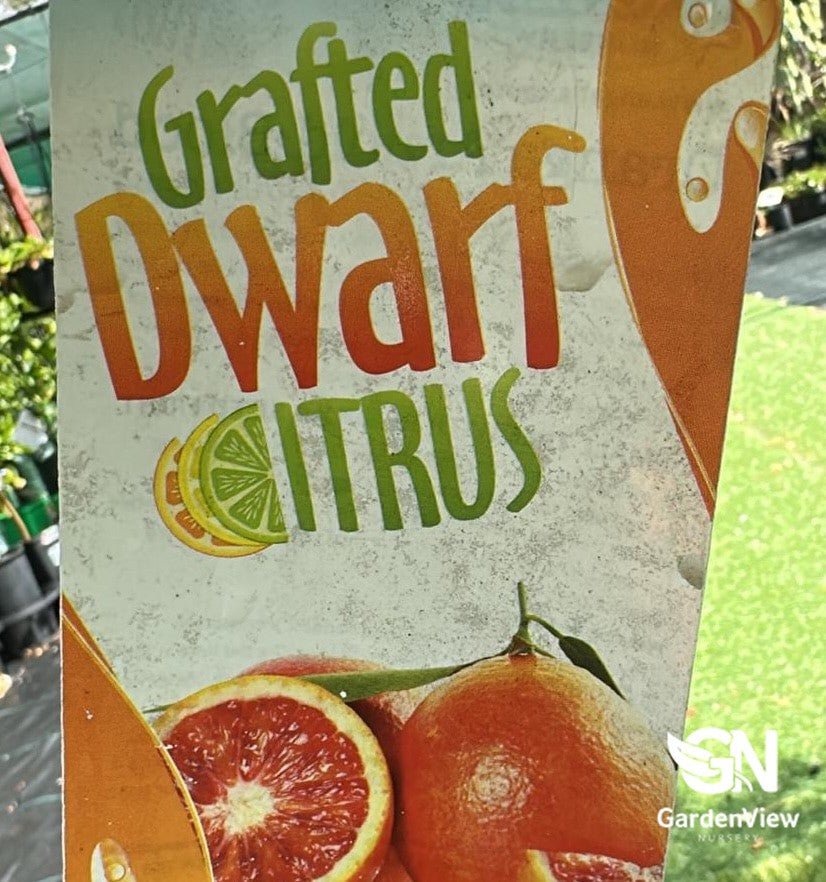 Orange Blood Arnold ( Dwarf) - Fruit Trees - Garden View Nursery