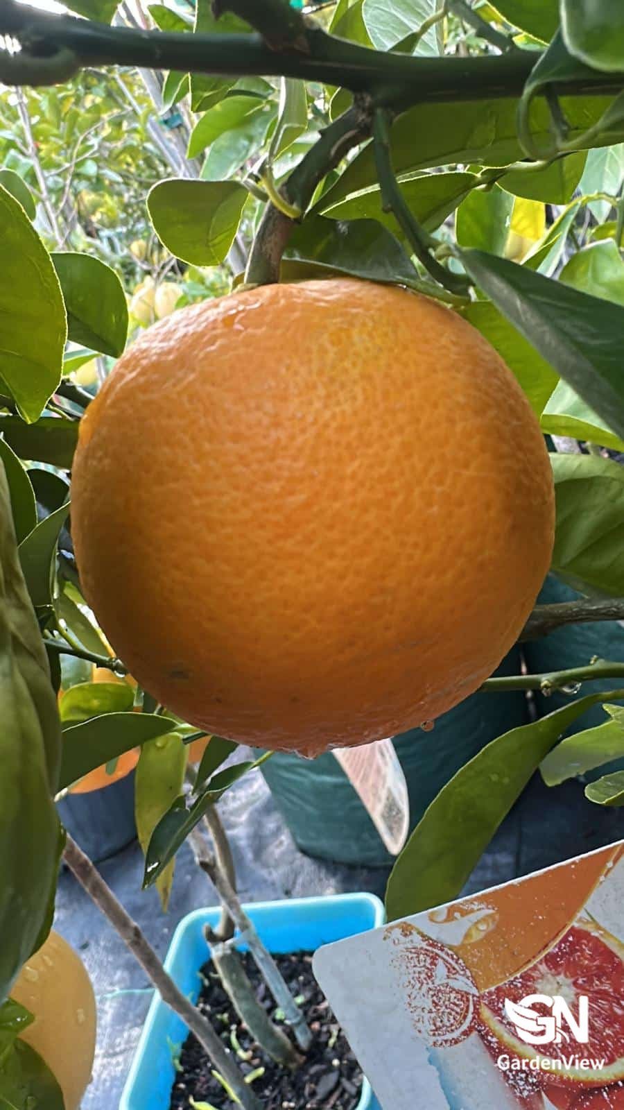 Orange Blood - Fruit Trees - Garden View Nursery