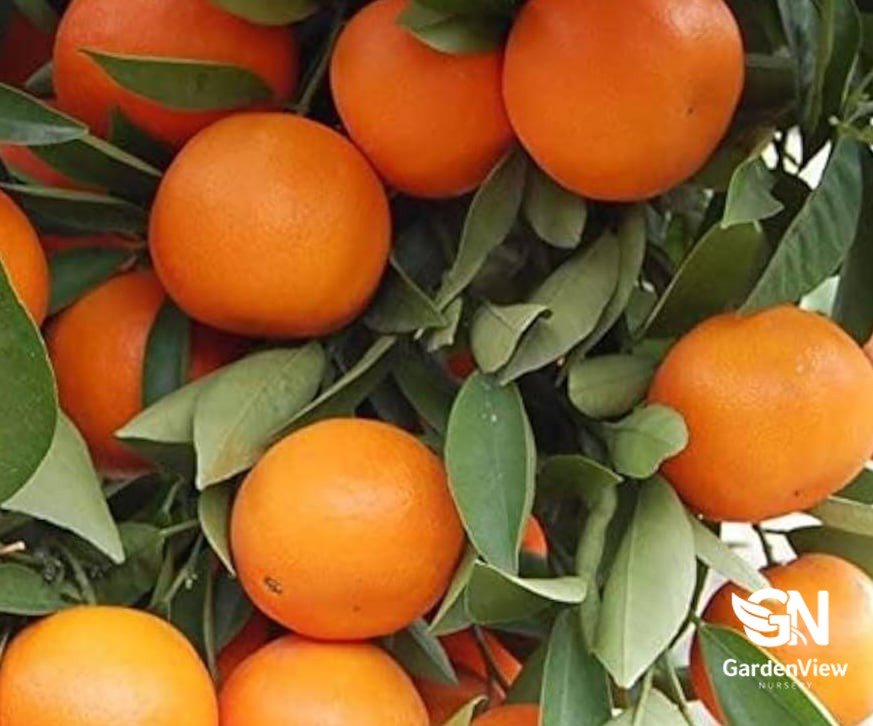 Orange Lane Late Sweet Dwarf - Fruit Trees - Garden View Nursery