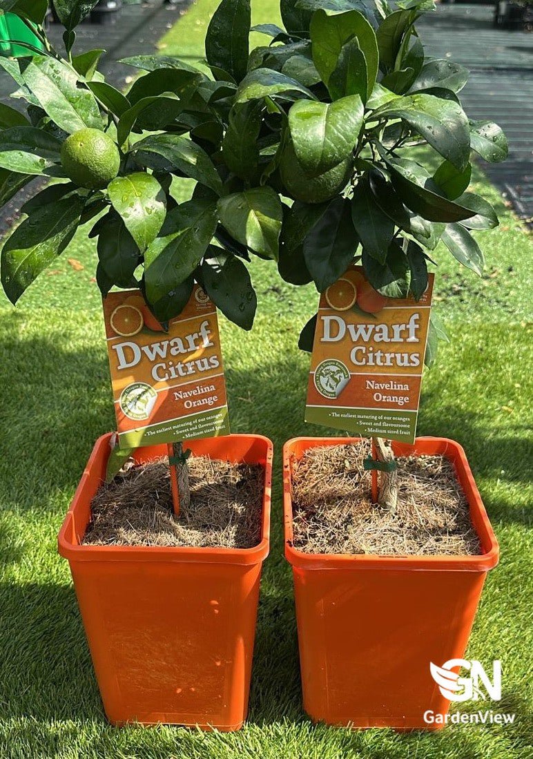 Orange Navelina (Dwarf) - Fruit Trees - Garden View Nursery