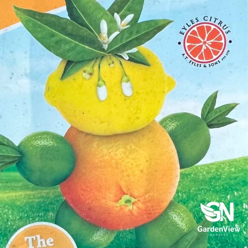 Orange Valencia Dwarf - Fruit Trees - Garden View Nursery