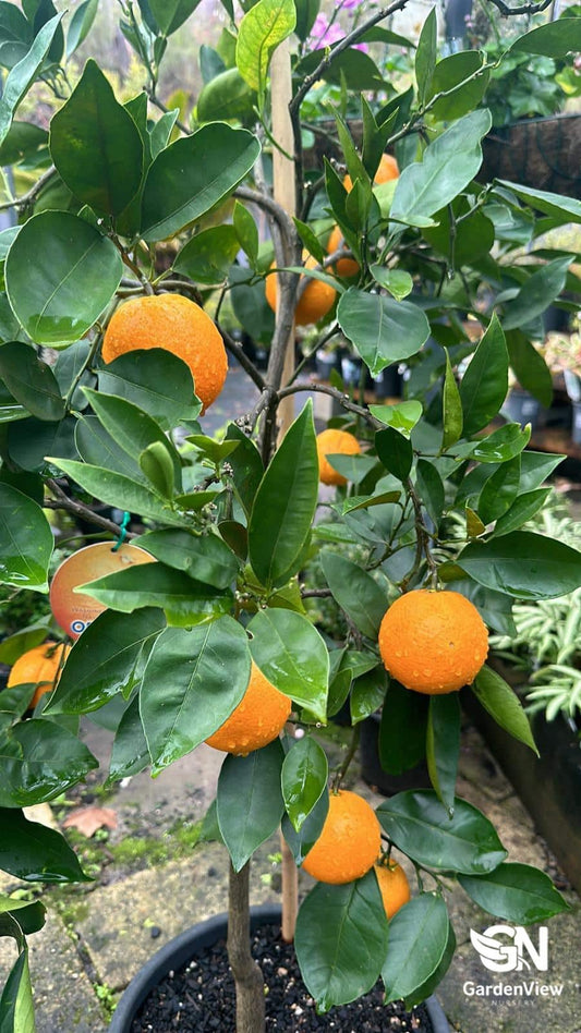 Orange Valencia - Fruit Trees - Garden View Nursery