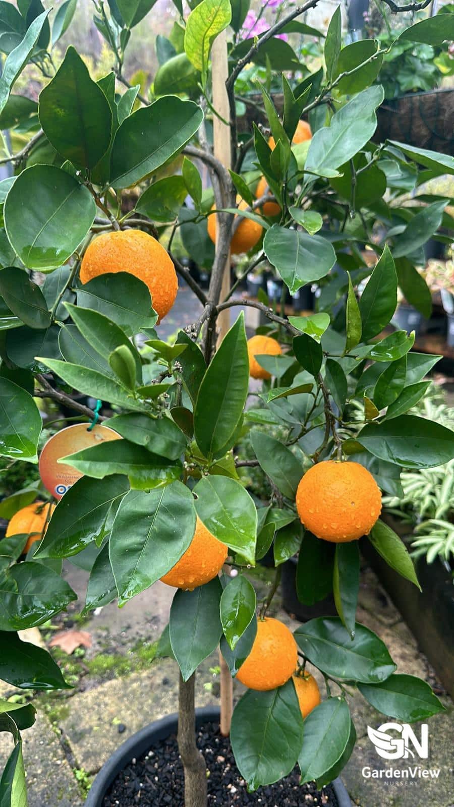 Orange Valencia Seedless - Fruit Trees - Garden View Nursery