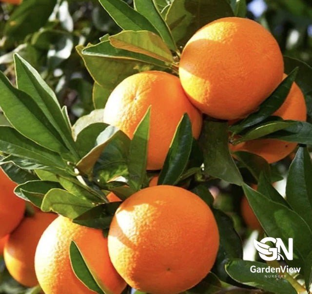 Orange Washington Navel Dwarf - Fruit Trees - Garden View Nursery