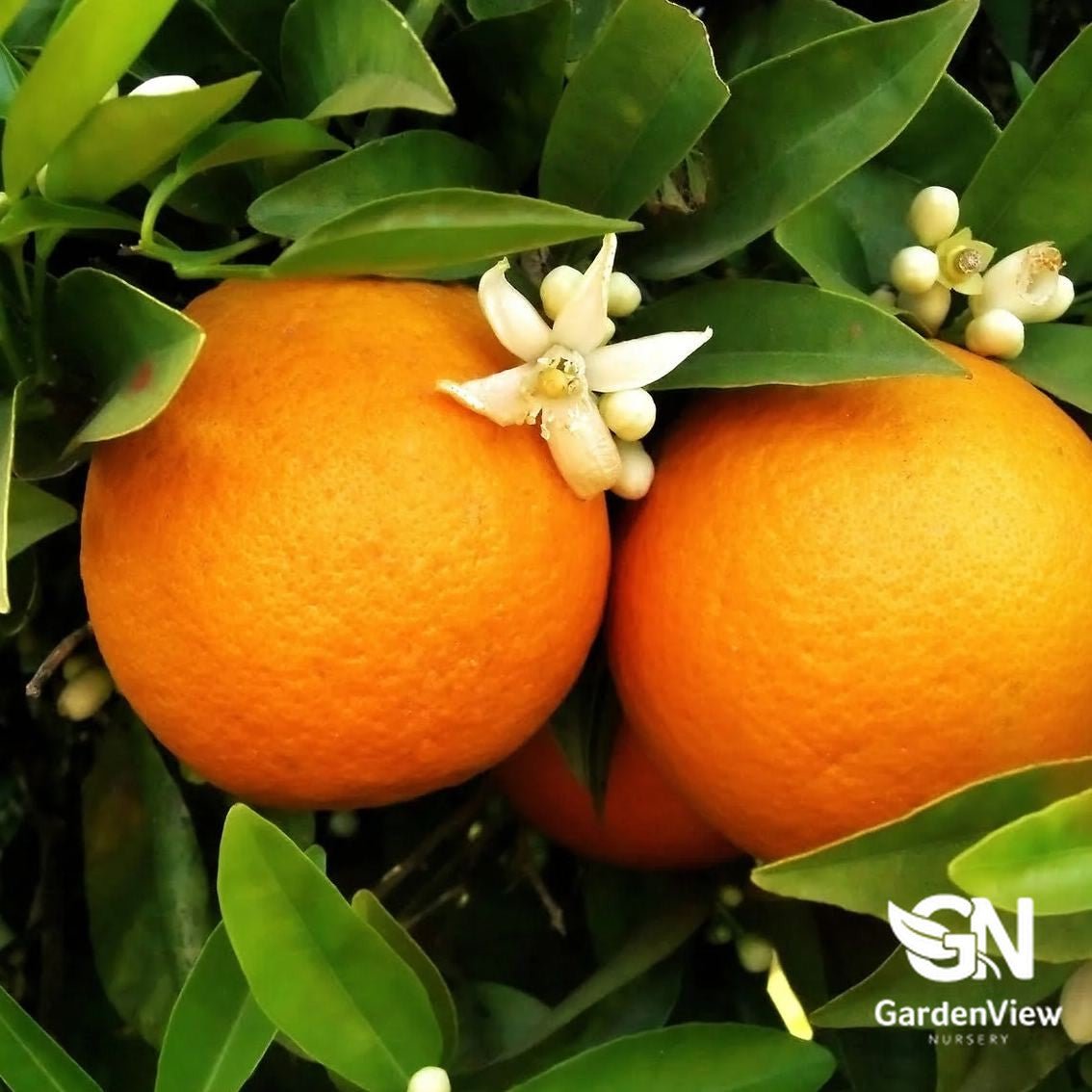 Orange Washington Navel - Fruit Trees - Garden View Nursery