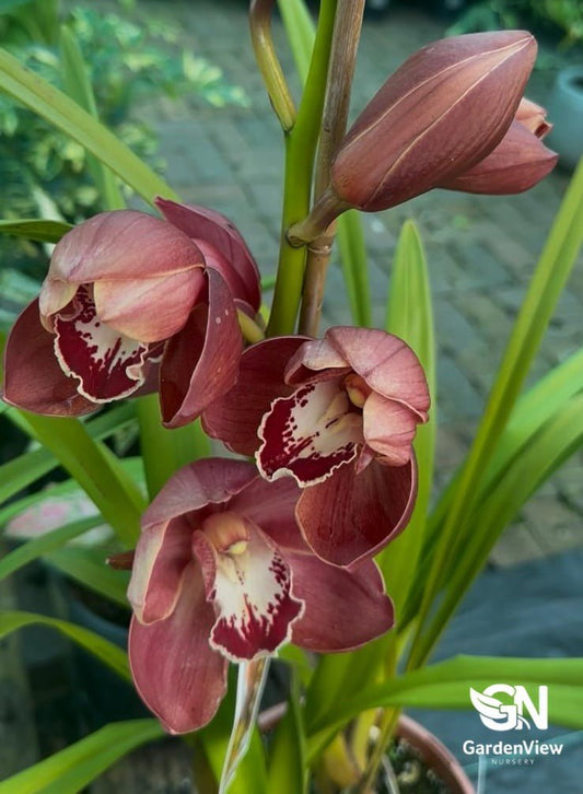 Orchid (Cymbidium) - Indoor Plants - Garden View Nursery