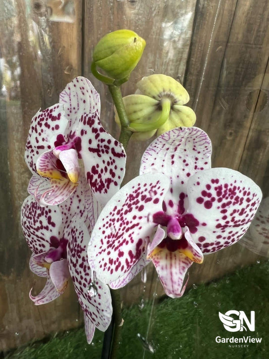 Orchid (Phalaenopsis) - Indoor Plants - Garden View Nursery