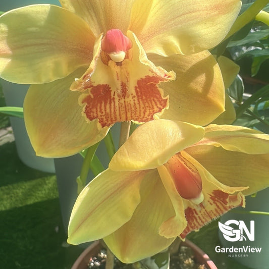 Yellow Cymbidium orchid with red markings in bloom stage in pot