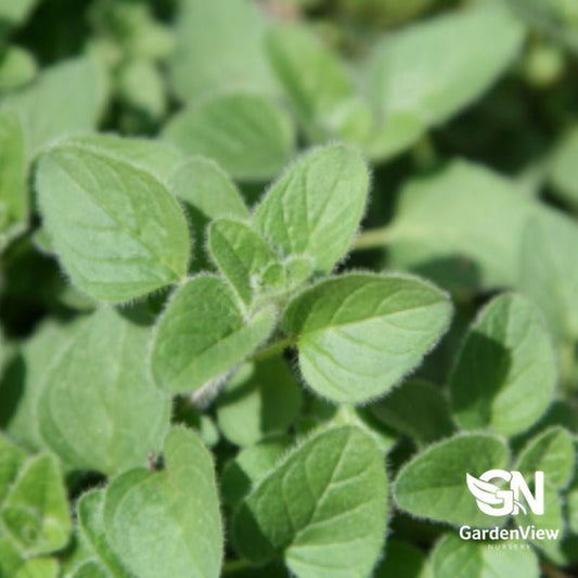 Oregano - Garden Care - Garden View Nursery