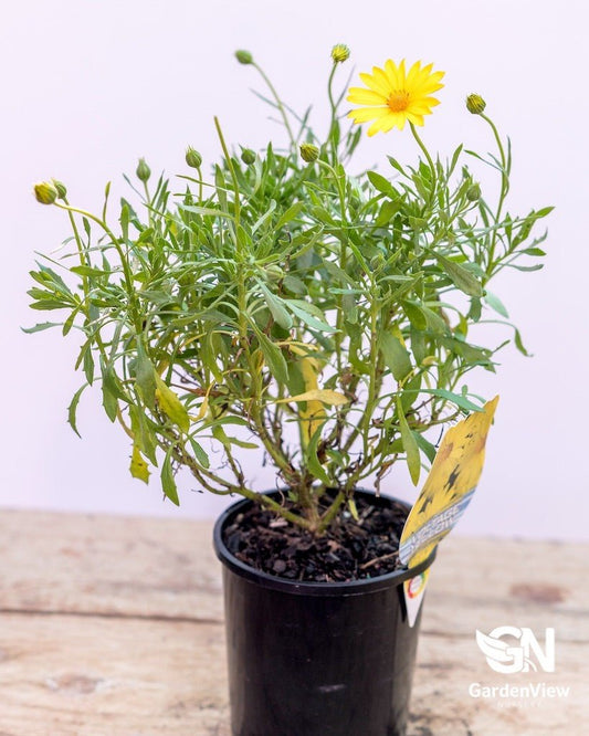 Osteospermum Voltage - Shrubs & Trees - Garden View Nursery