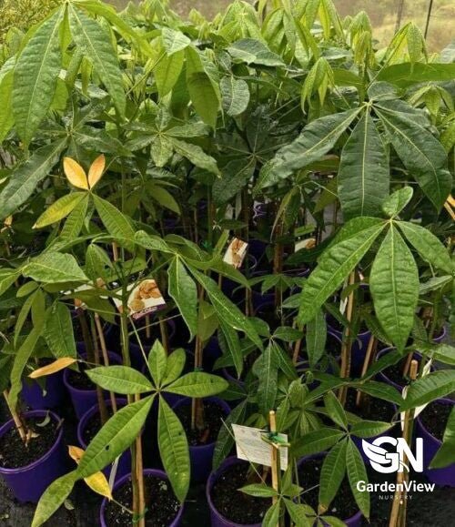 Pachira Glabra (Malabar Chestnut) - Fruit Trees - Garden View Nursery