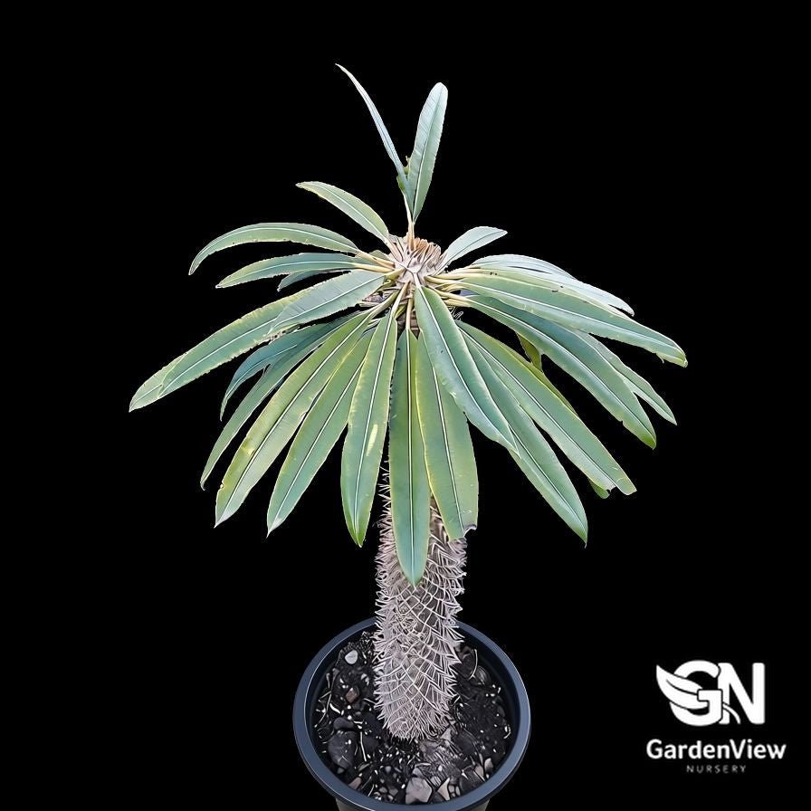 Pachypodium Lameri (Madagascar Palm) - Cactus & Succulents - Garden View Nursery