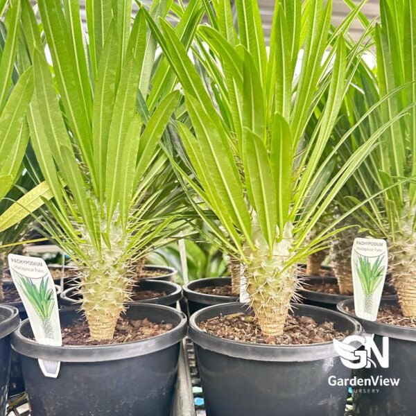 Pachypodium Lameri (Madagascar Palm) - Cactus & Succulents - Garden View Nursery