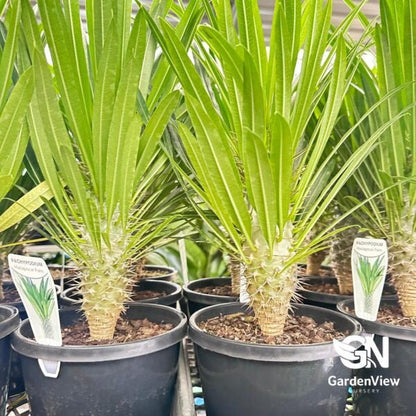 Pachypodium Lameri (Madagascar Palm) - Cactus & Succulents - Garden View Nursery