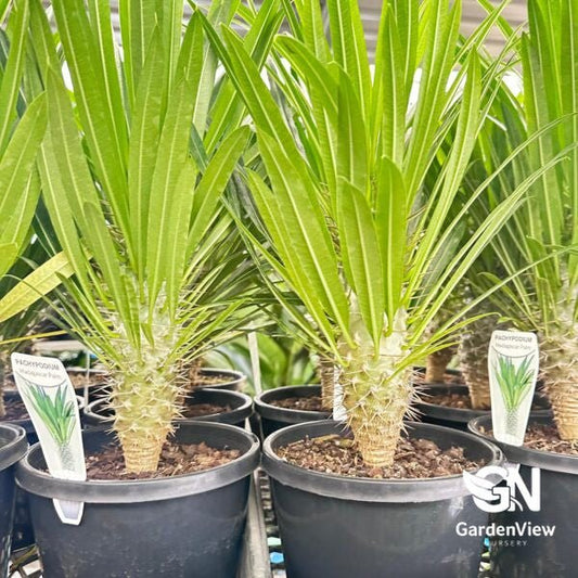 Pachypodium Lameri (Madagascar Palm) - Cactus & Succulents - Garden View Nursery