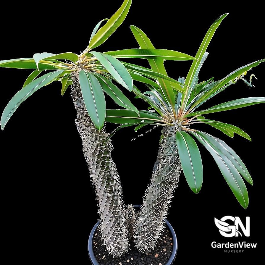 Pachypodium Lameri Multi Head (Madagascar Palm) - Indoor Plants - Garden View Nursery