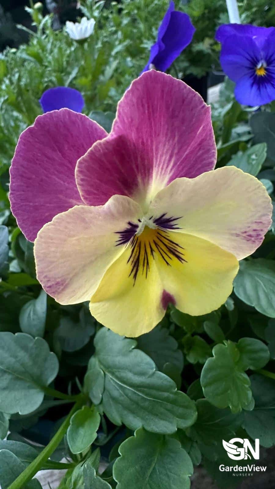 Pansy Assorted - Shrubs & Trees - Garden View Nursery