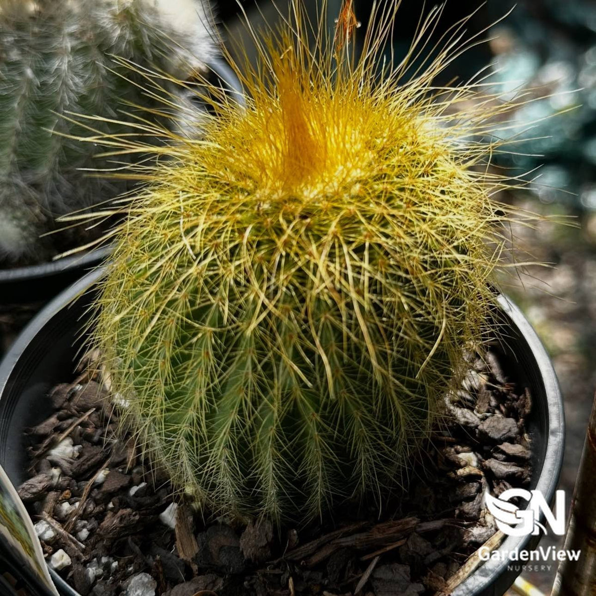 Parodia Leninghausii - Cactus & Succulents - Garden View Nursery