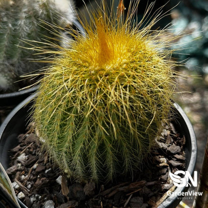 Parodia Leninghausii - Cactus & Succulents - Garden View Nursery