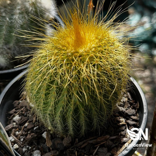 Parodia Leninghausii - Cactus & Succulents - Garden View Nursery