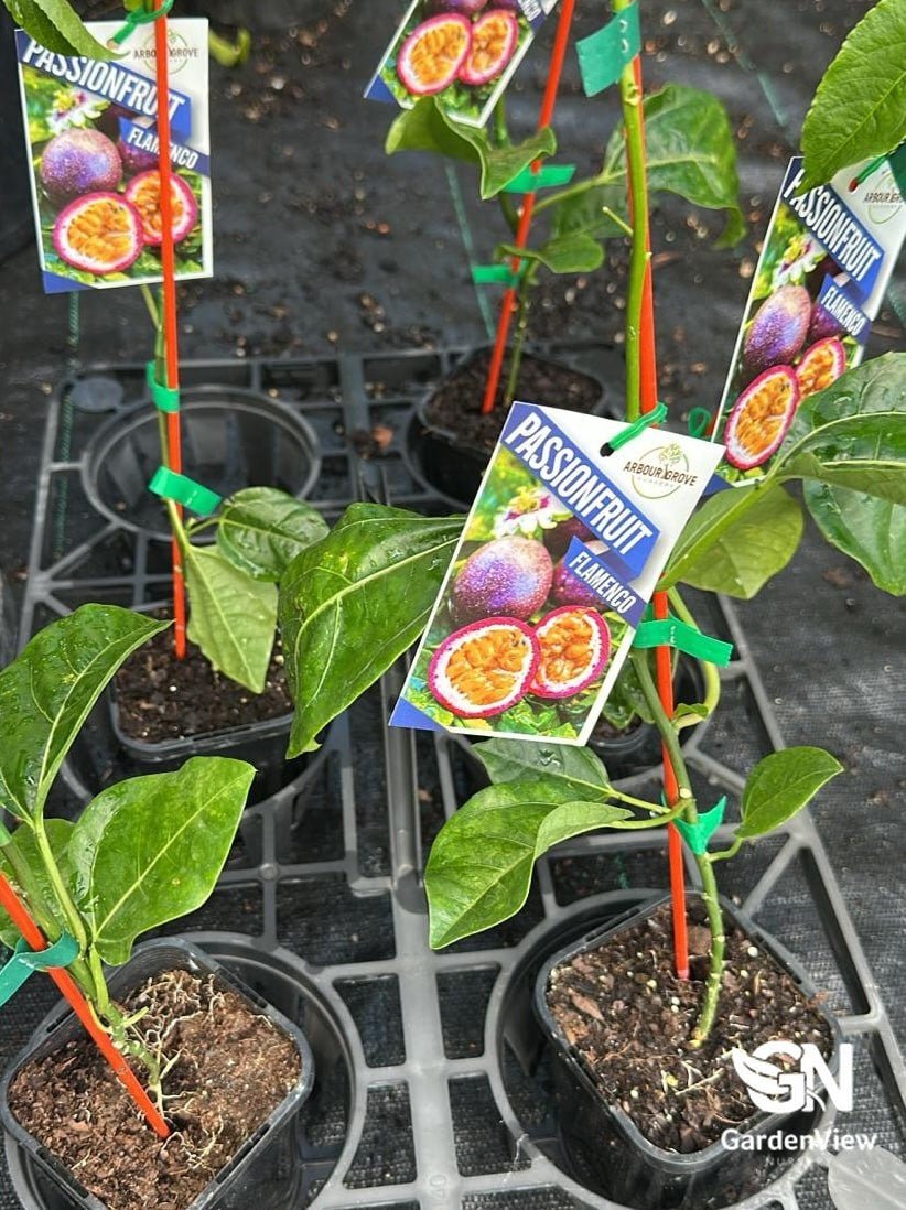 Passion Fruit Flamenco (Grafted) - Fruit Trees - Garden View Nursery