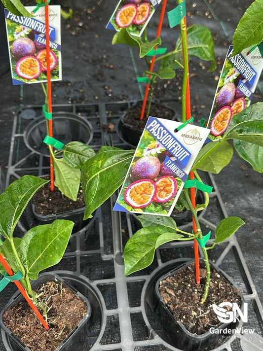Passion Fruit Flamenco (Grafted) - Fruit Trees - Garden View Nursery