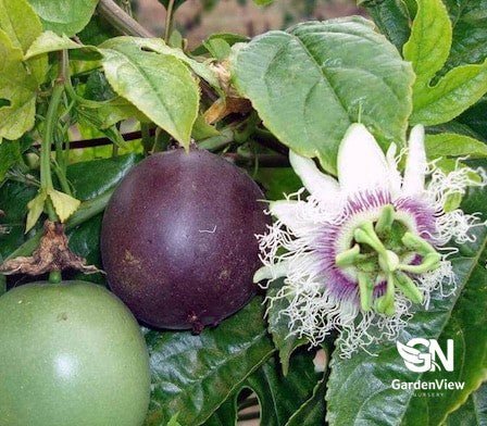 Passion Fruit Norfolk Black - Fruit Trees - Garden View Nursery