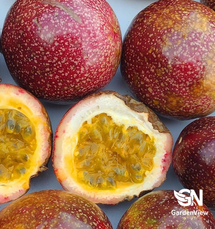 Passion Fruit Panama Red - Fruit Trees - Garden View Nursery
