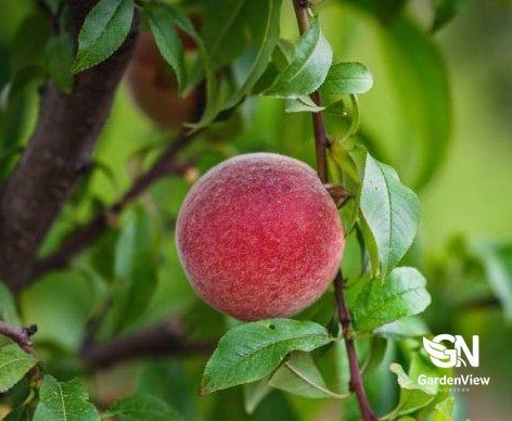 Peach Anzac - Fruit Trees - Garden View Nursery