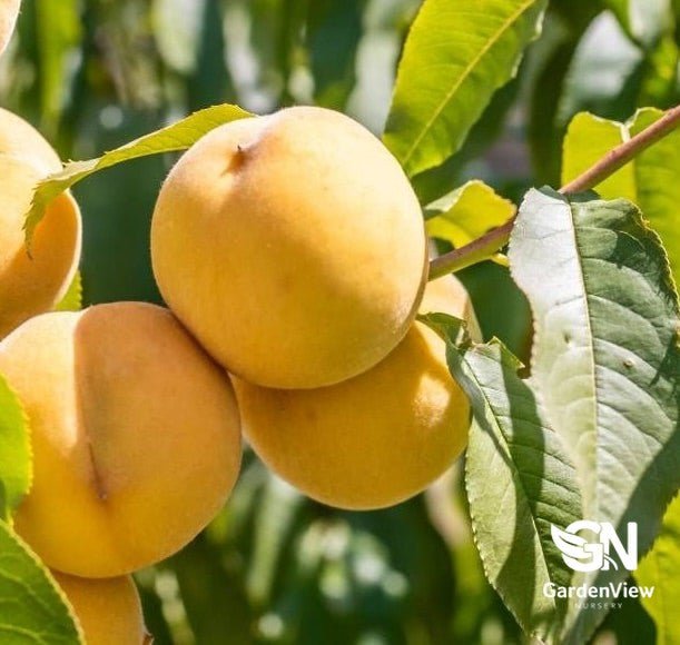 Peach Golden Queen Prunus - Fruit Trees - Garden View Nursery