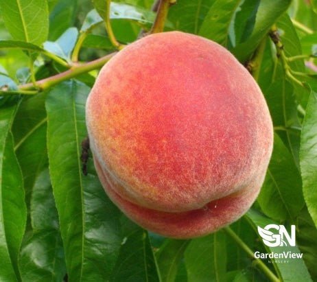 Peach Tasty Zee - Fruit Trees - Garden View Nursery