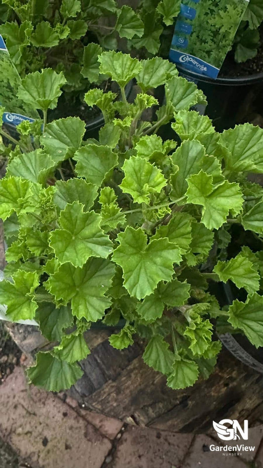 Pelargonium Citrosum (Mozzie Buster) - Shrubs & Trees - Garden View Nursery