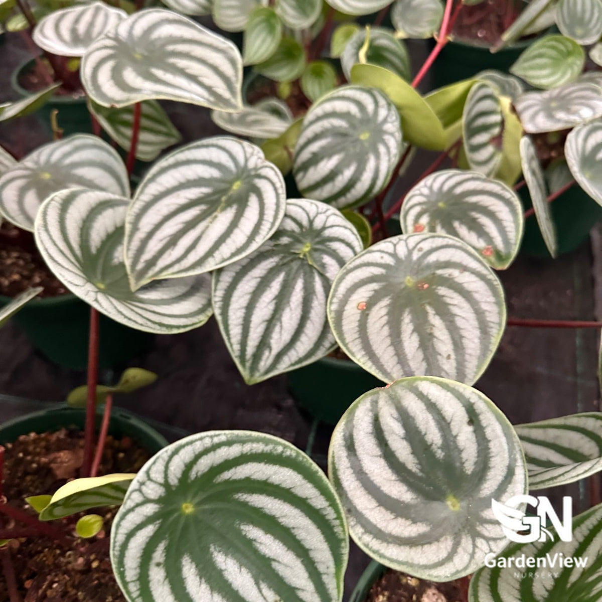 Peperomia Argyreia Watermelon - Indoor Plants - Garden View Nursery