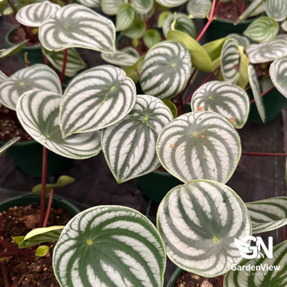 Peperomia Argyreia Watermelon - Indoor Plants - Garden View Nursery