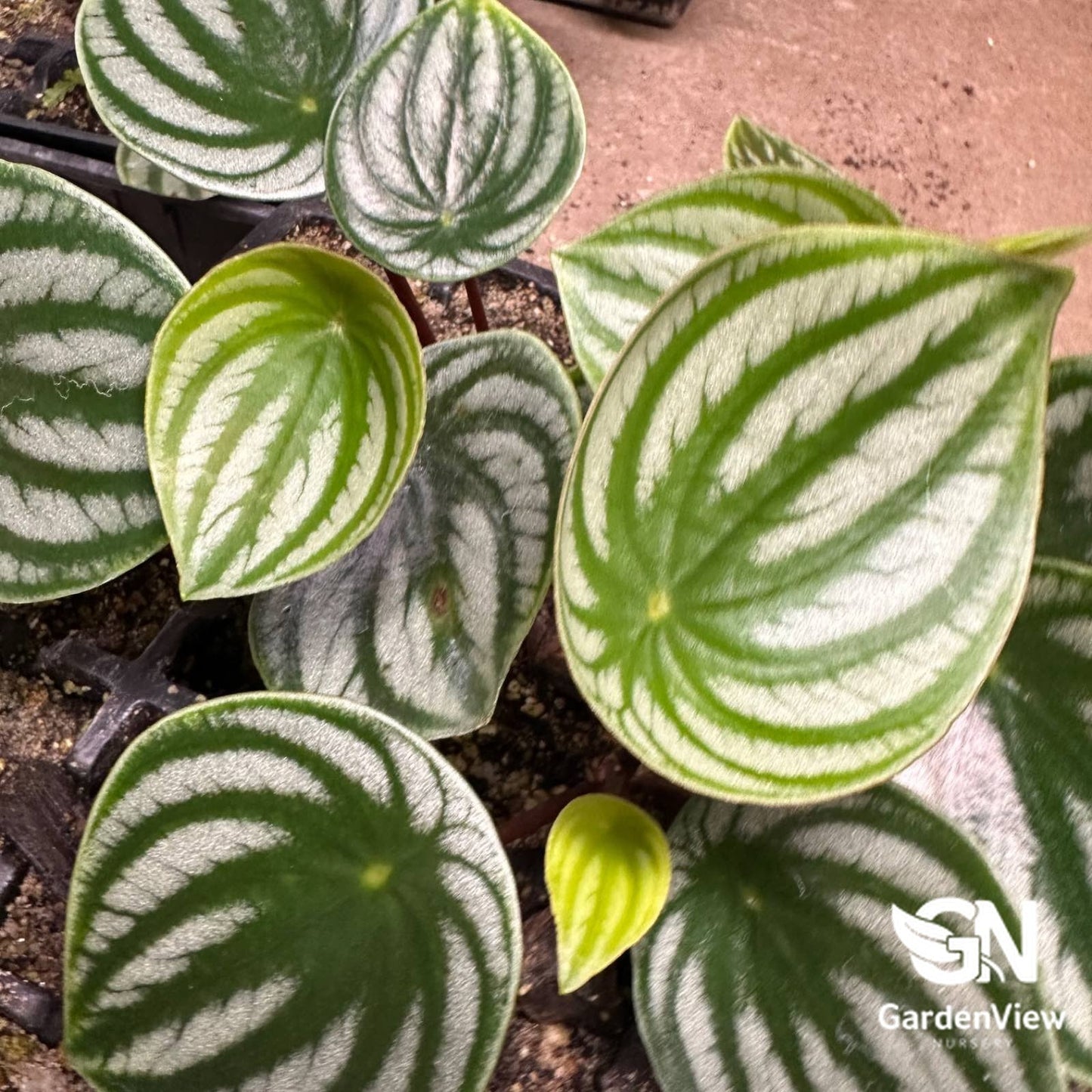 Peperomia Argyreia Watermelon - Indoor Plants - Garden View Nursery