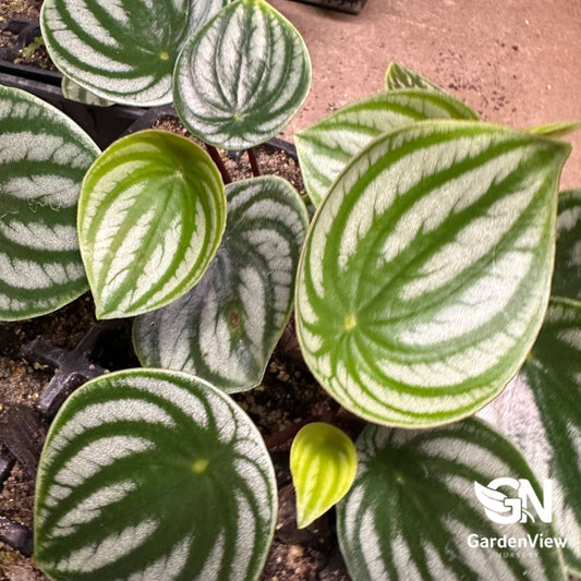 Peperomia Argyreia Watermelon - Indoor Plants - Garden View Nursery