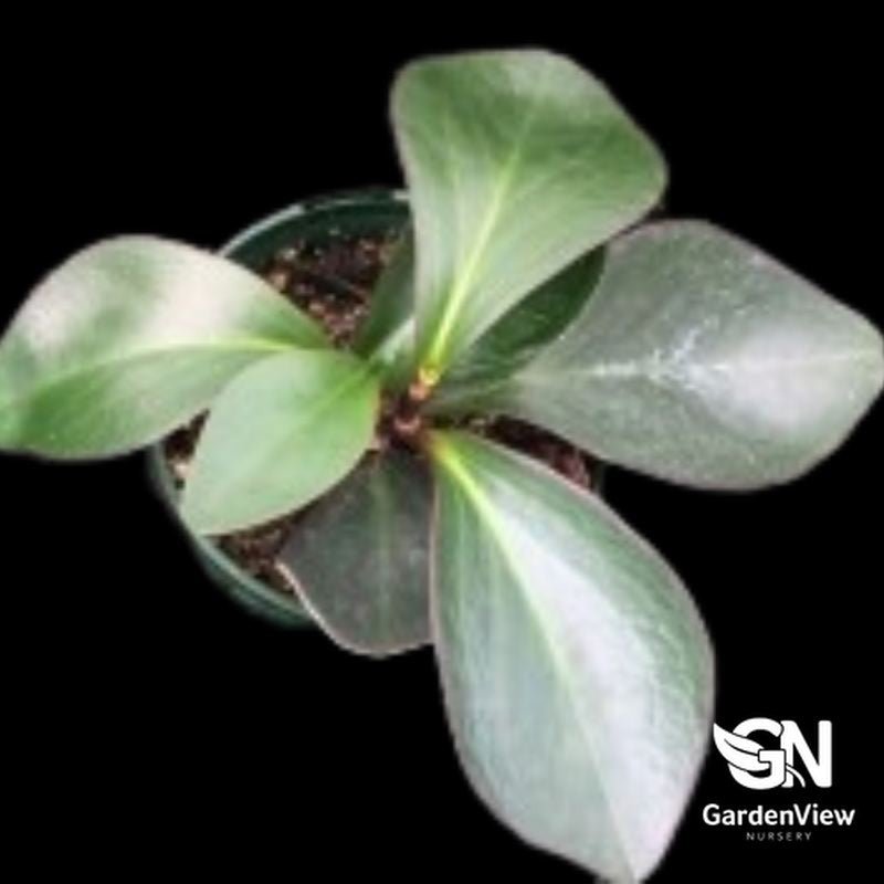Peperomia Clusiifolia 'Red Edge' - Indoor Plants - Garden View Nursery