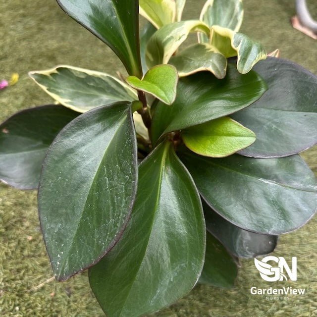 Peperomia Clussifolia Jelly - Indoor Plants - Garden View Nursery