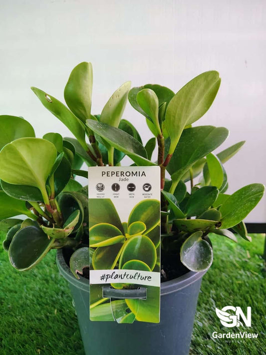 Peperomia Jade - Indoor Plants - Garden View Nursery