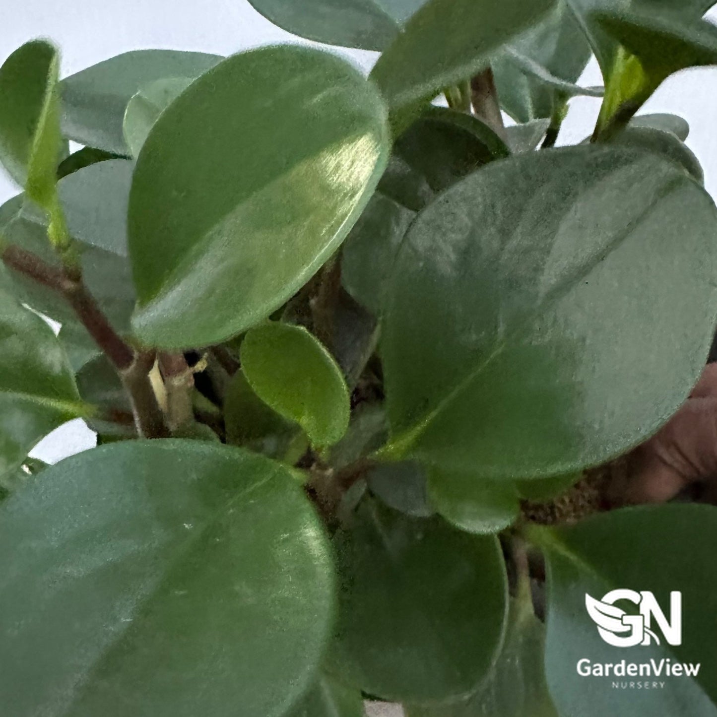 Peperomia Jade - Indoor Plants - Garden View Nursery