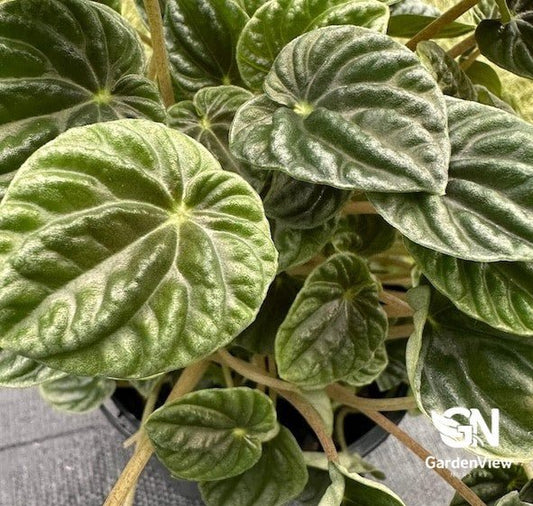Peperomia Lillian - Indoor Plants - Garden View Nursery