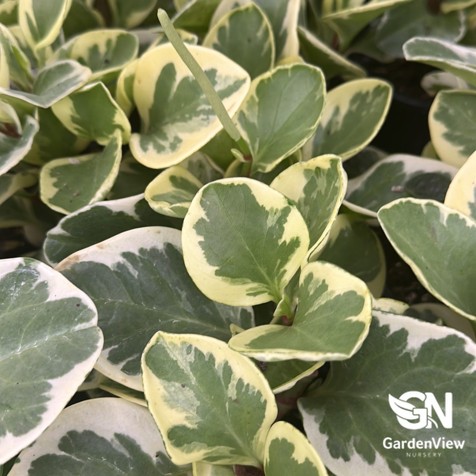 Peperomia Magnoliifolia - Indoor Plants - Garden View Nursery
