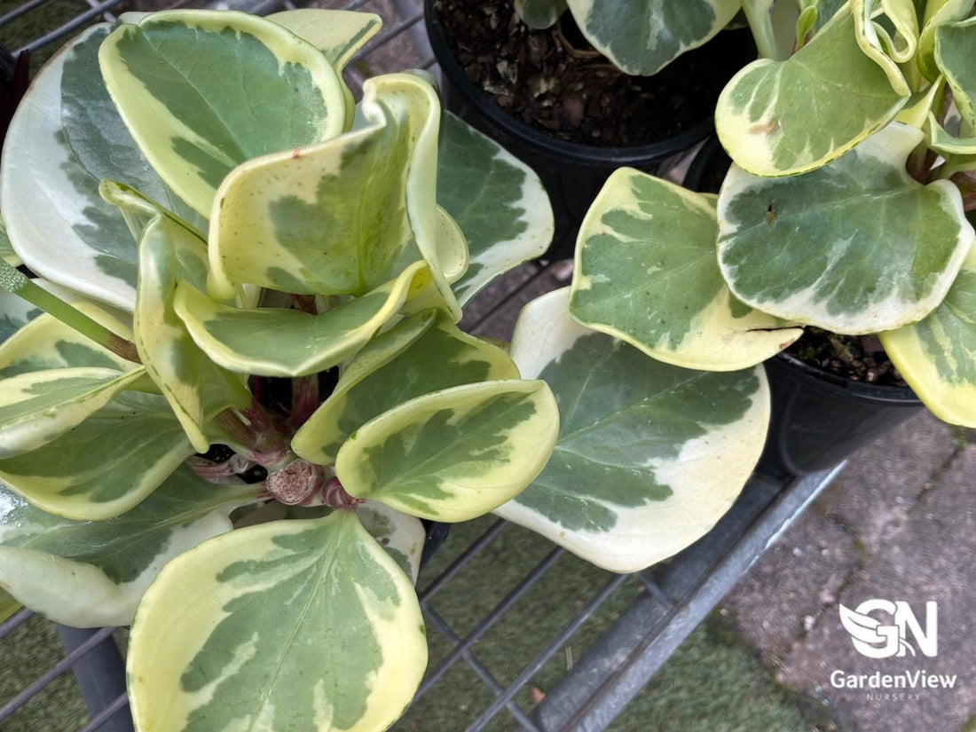 Peperomia Magnoliifolia - Indoor Plants - Garden View Nursery