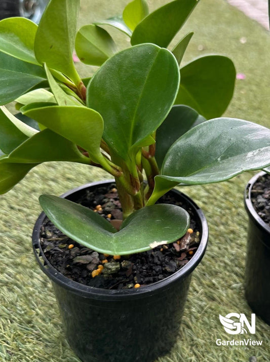 Peperomia Obtusifolia Jade - Indoor Plants - Garden View Nursery